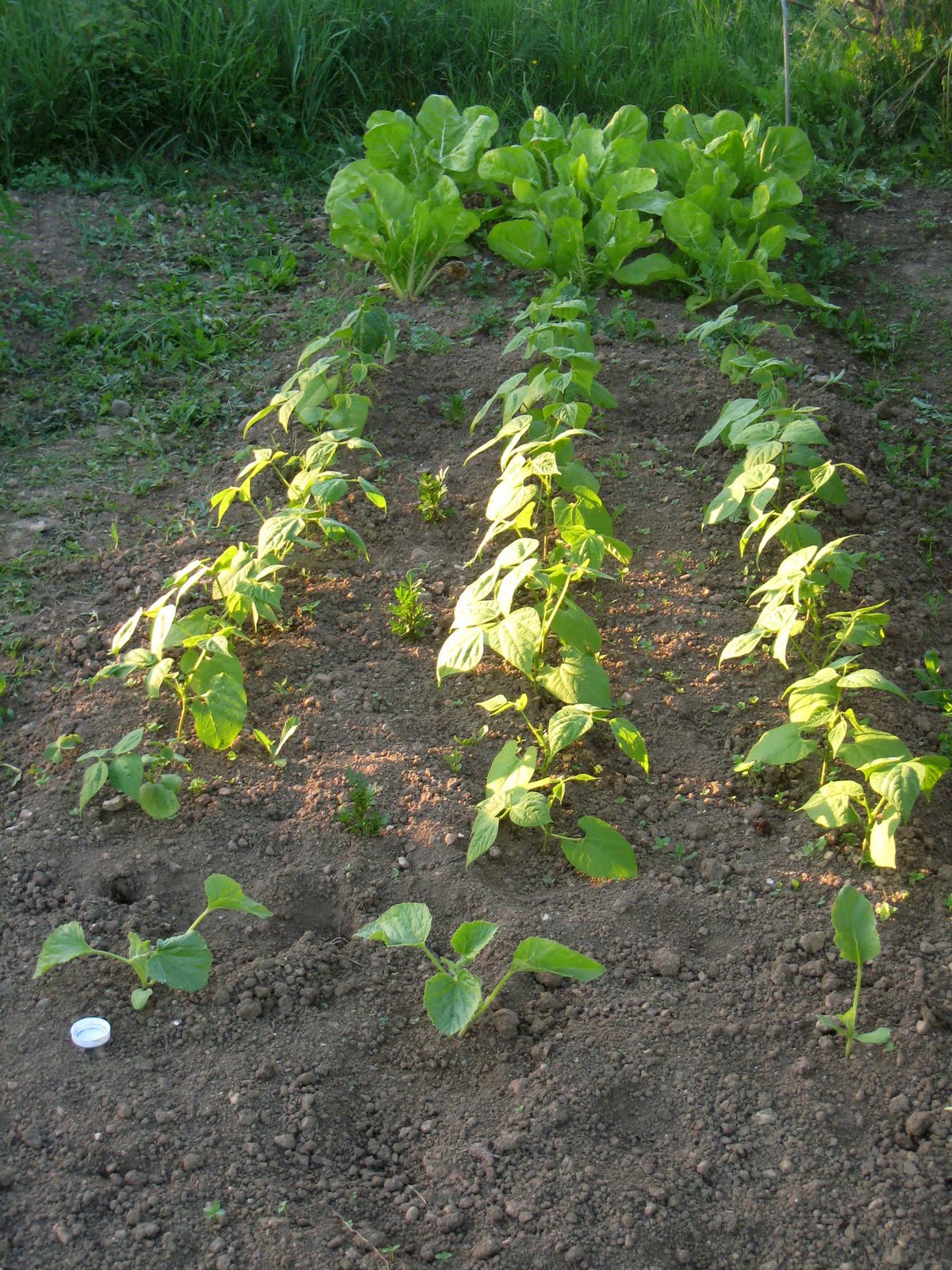 agrikola708.jpg