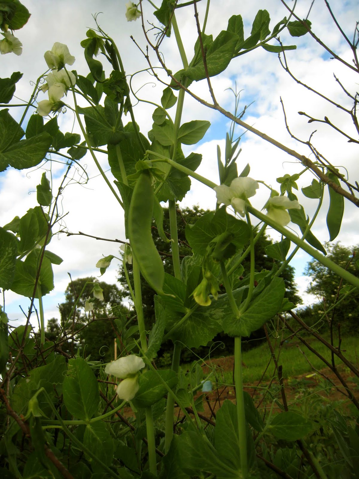 agrikola709.jpg