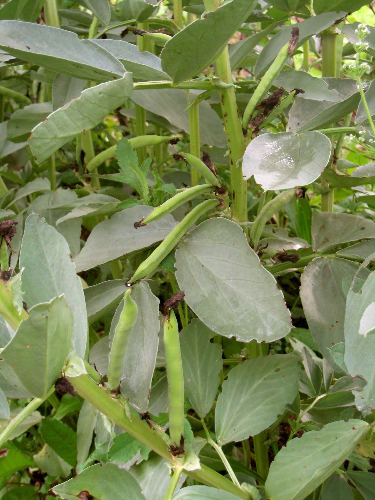 agrikola710.jpg