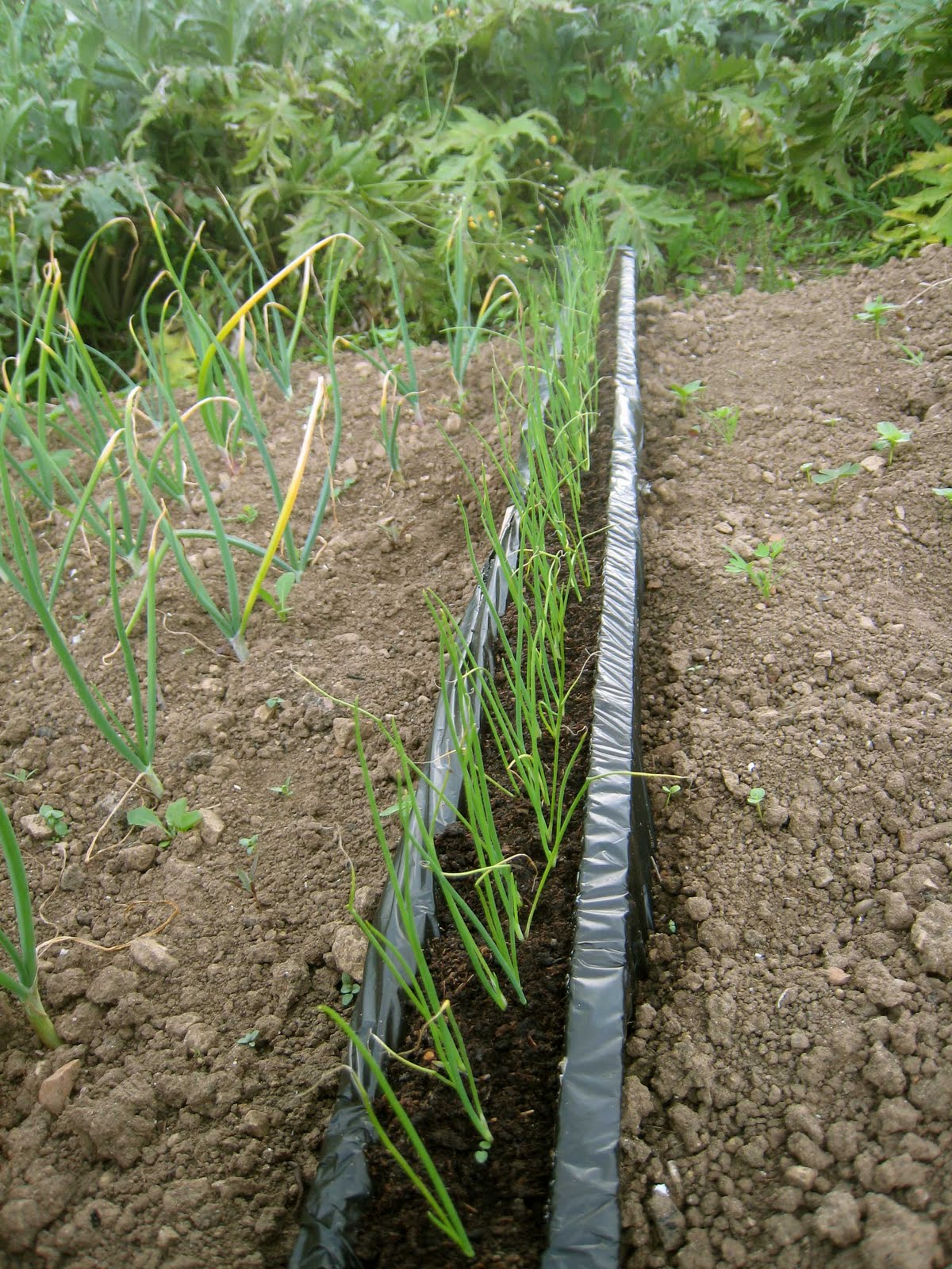 agrikola711.jpg