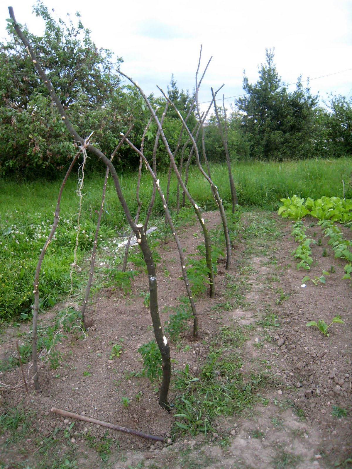 agrikola712.jpg