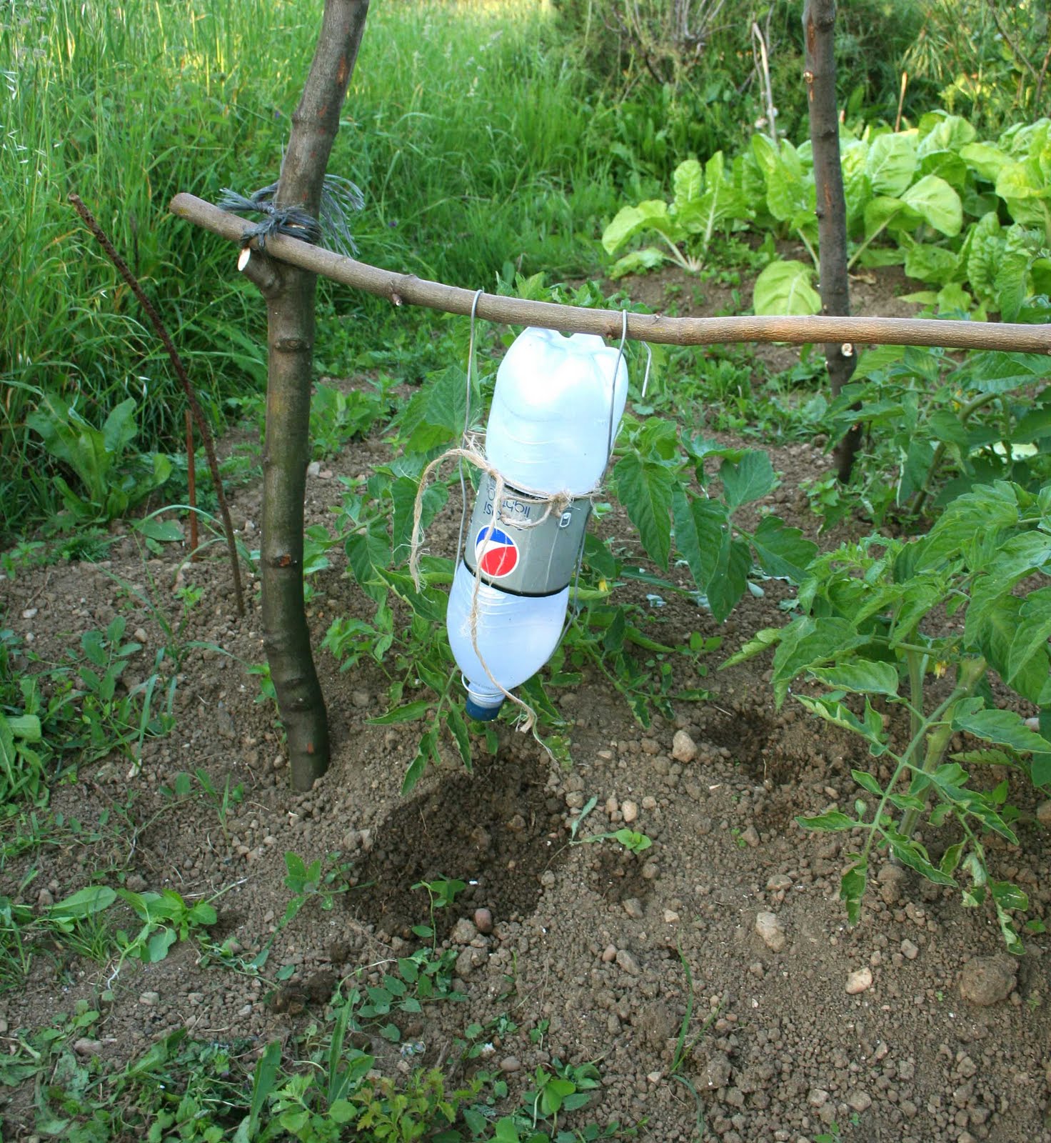 agrikola726.jpg