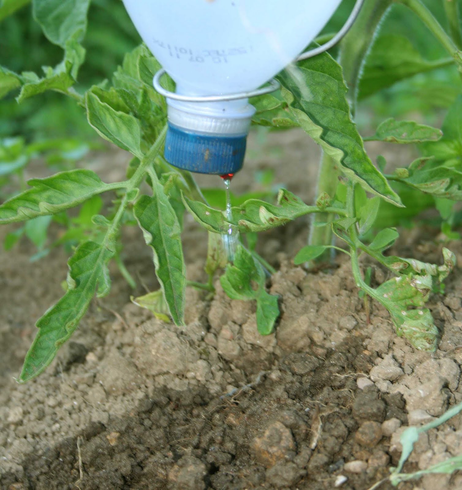 agrikola727.jpg