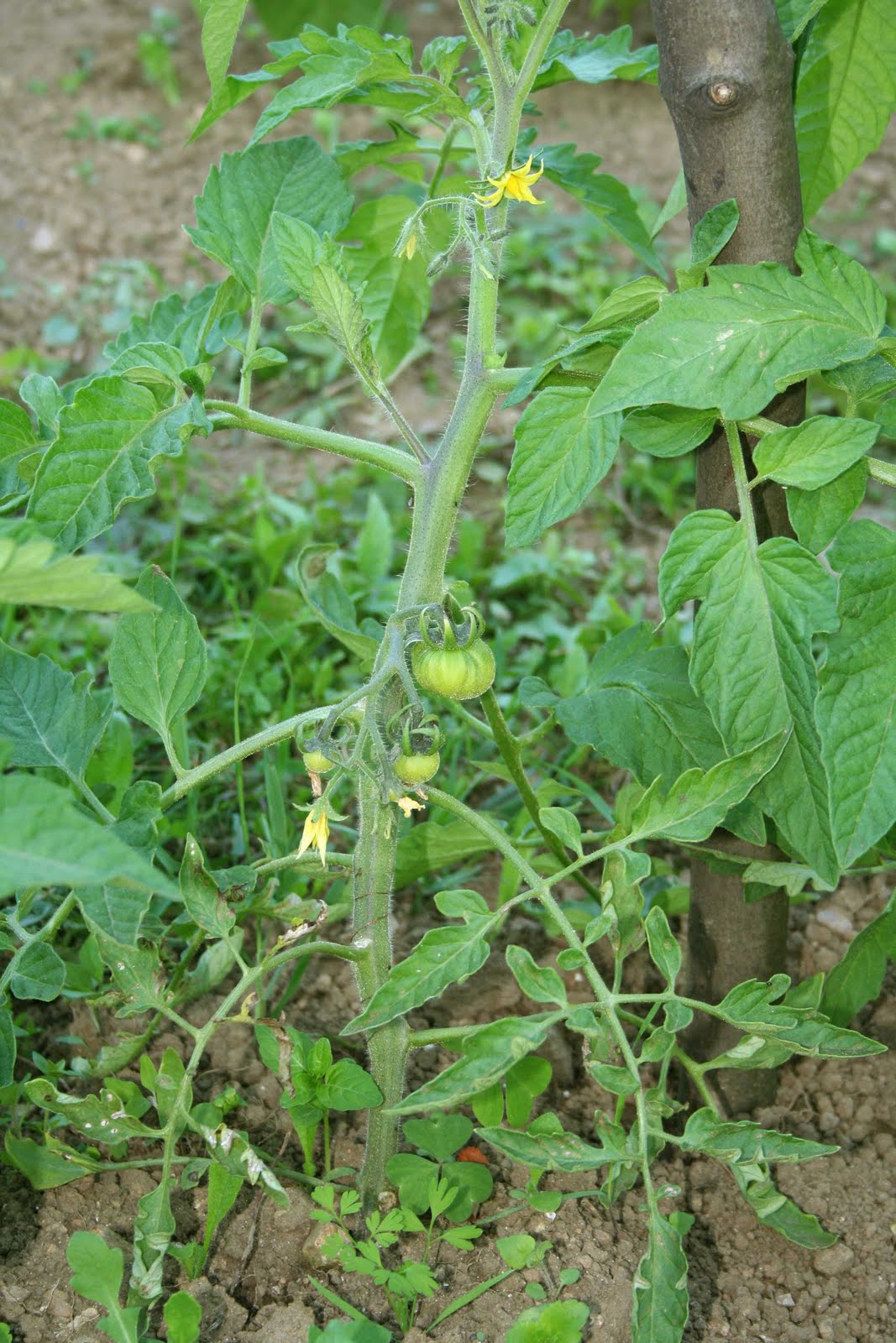 agrikola728.jpg