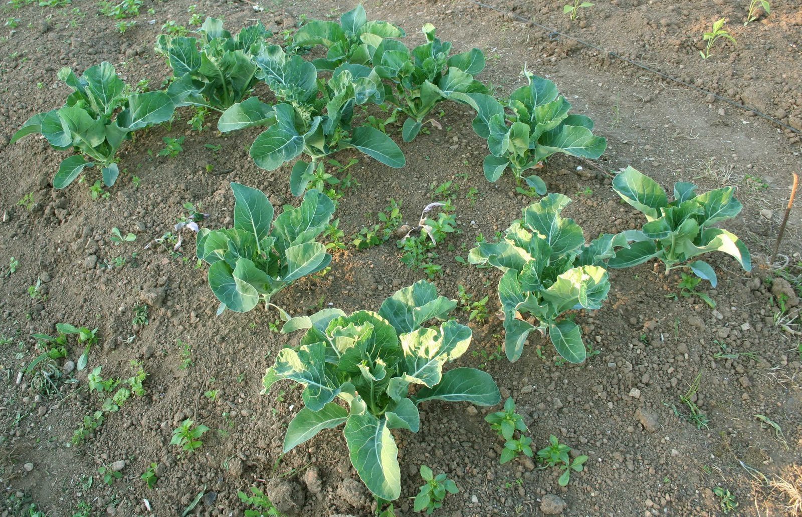 agrikola732.jpg