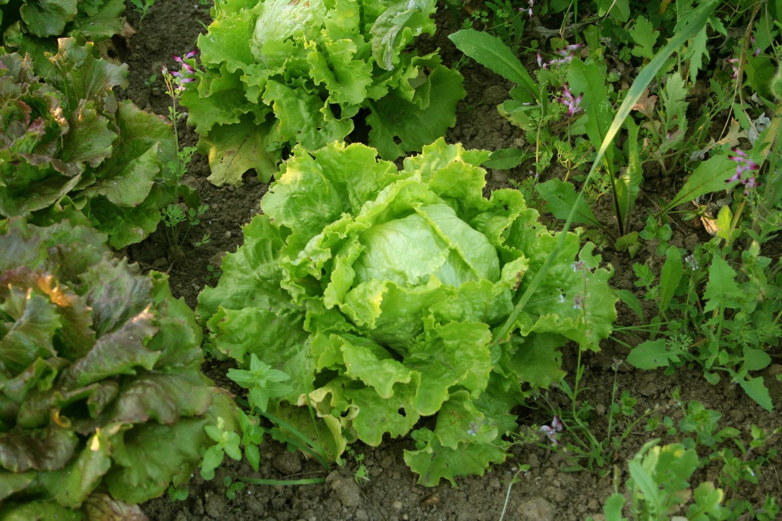 agrikola734.jpg