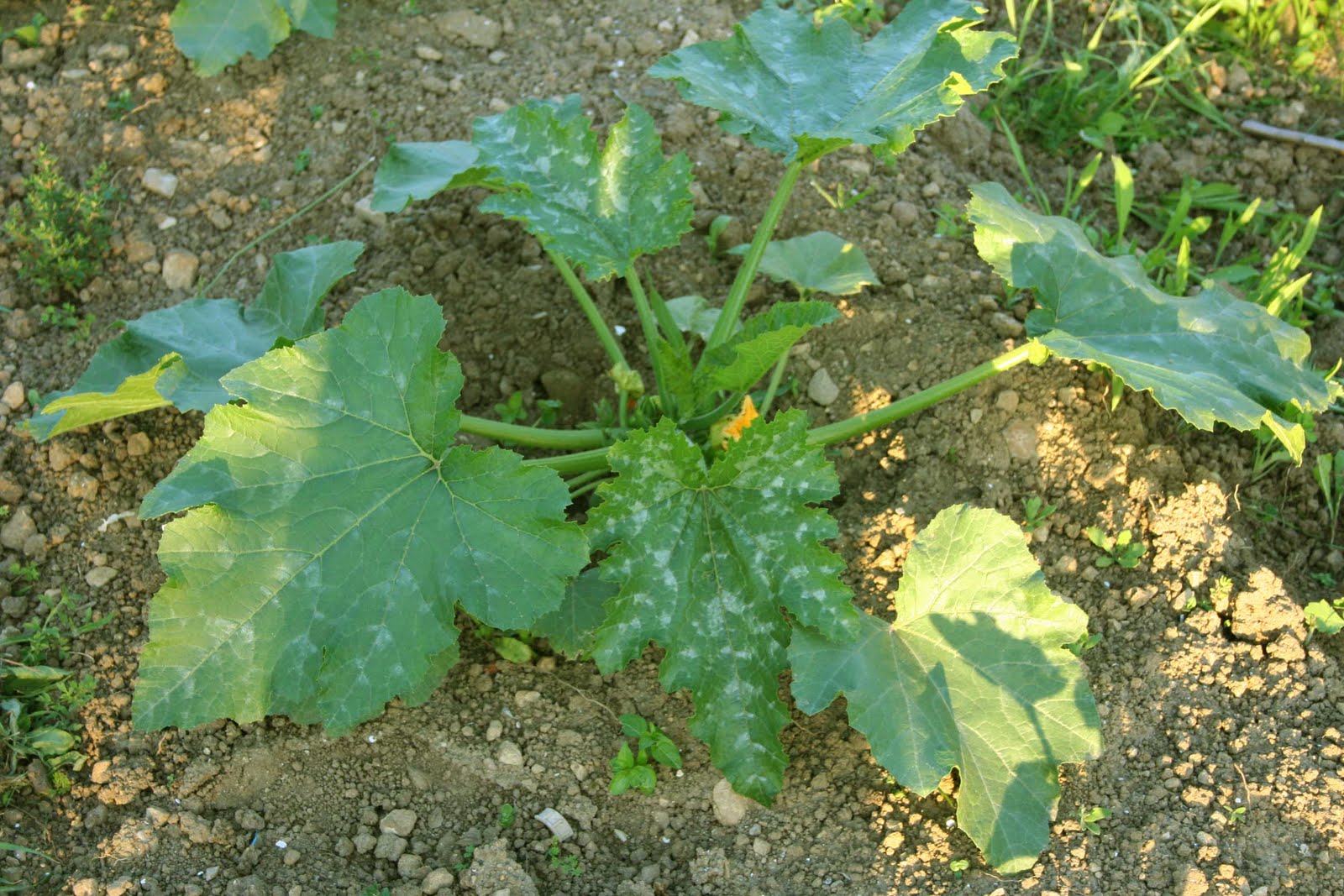 agrikola735.jpg