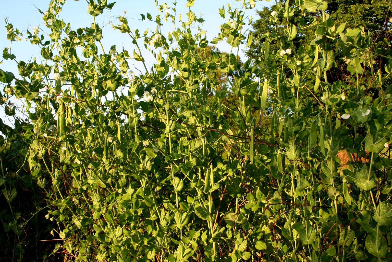 agrikola736.jpg