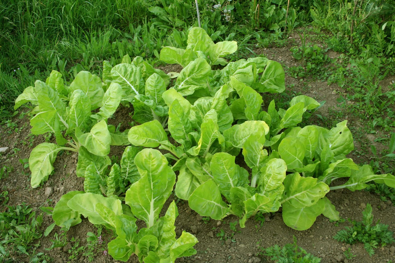 agrikola737.jpg