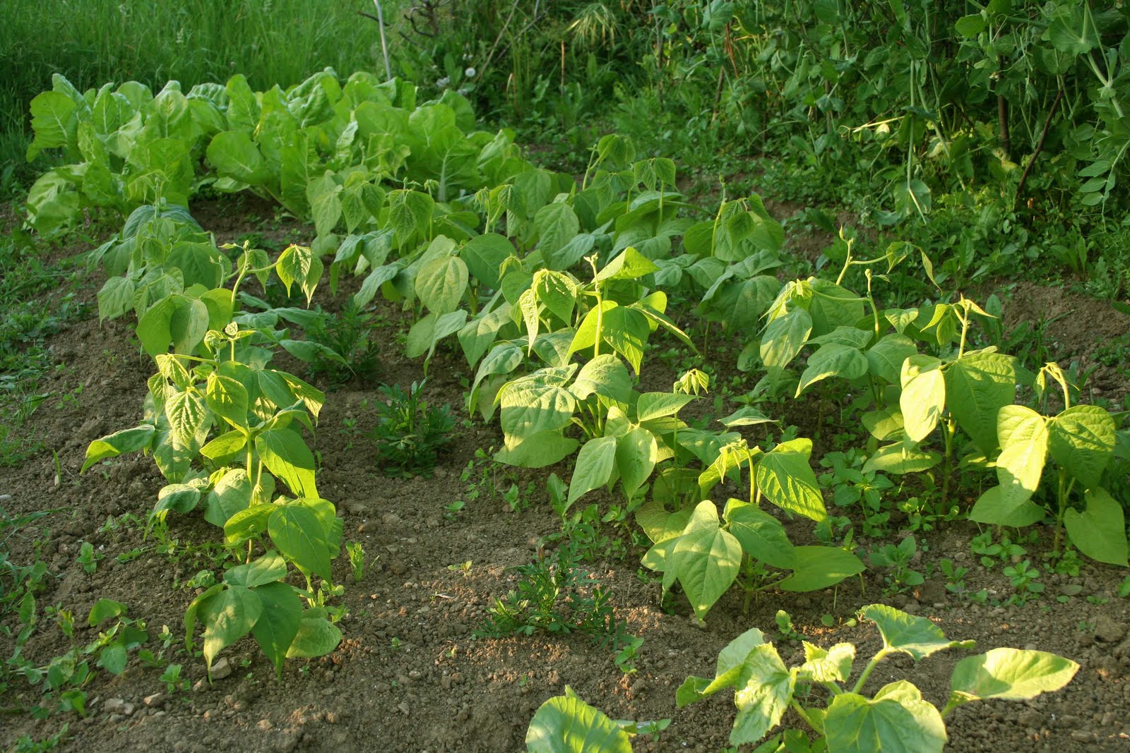 agrikola738.jpg
