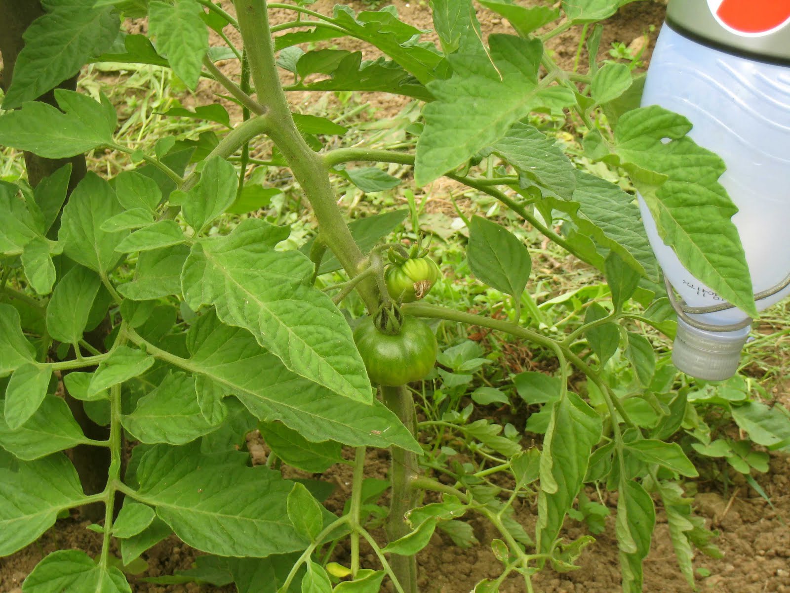 agrikola805.jpg