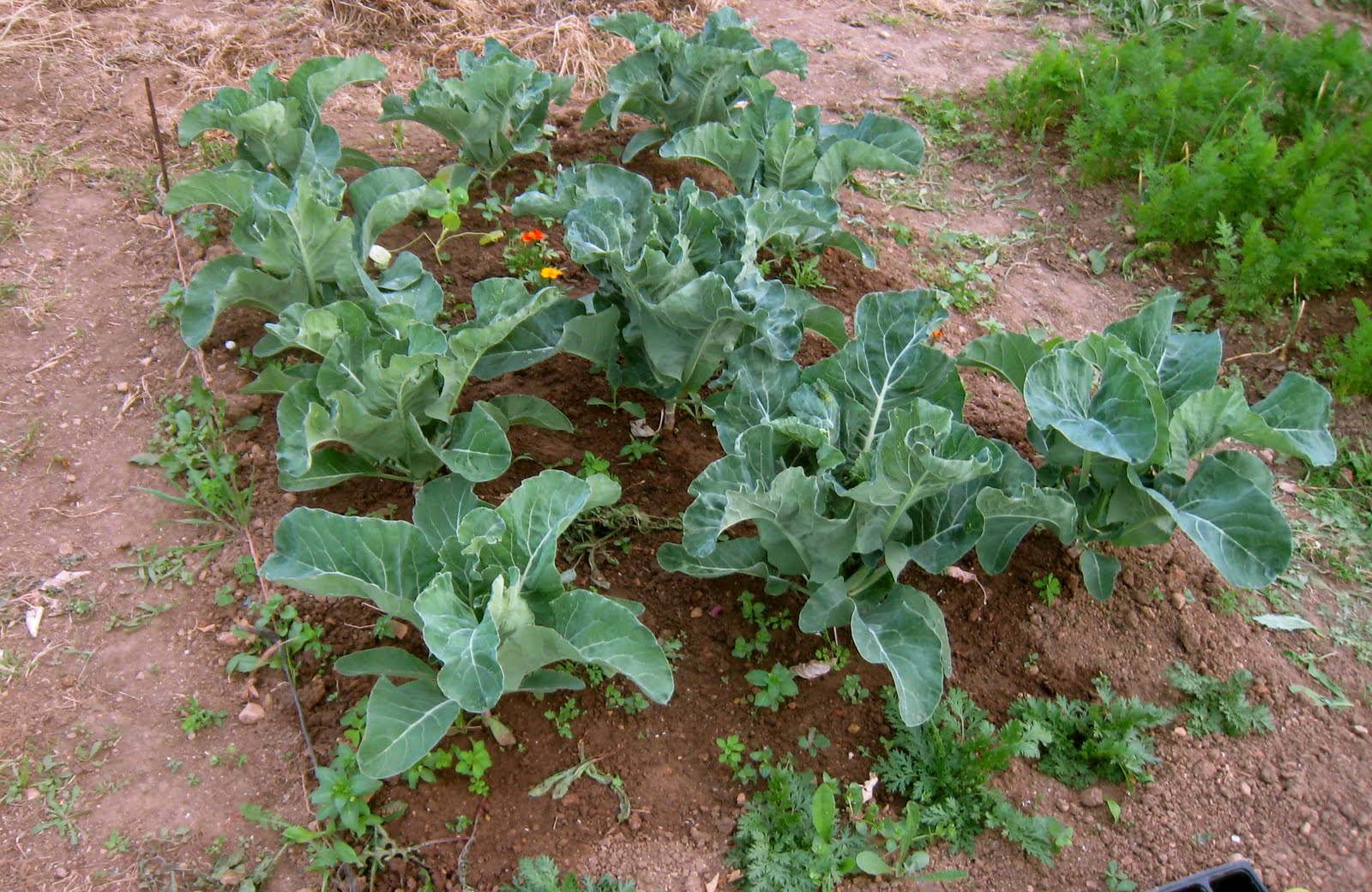 agrikola807.jpg
