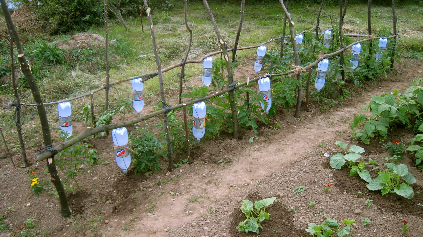 agrikola811.jpg