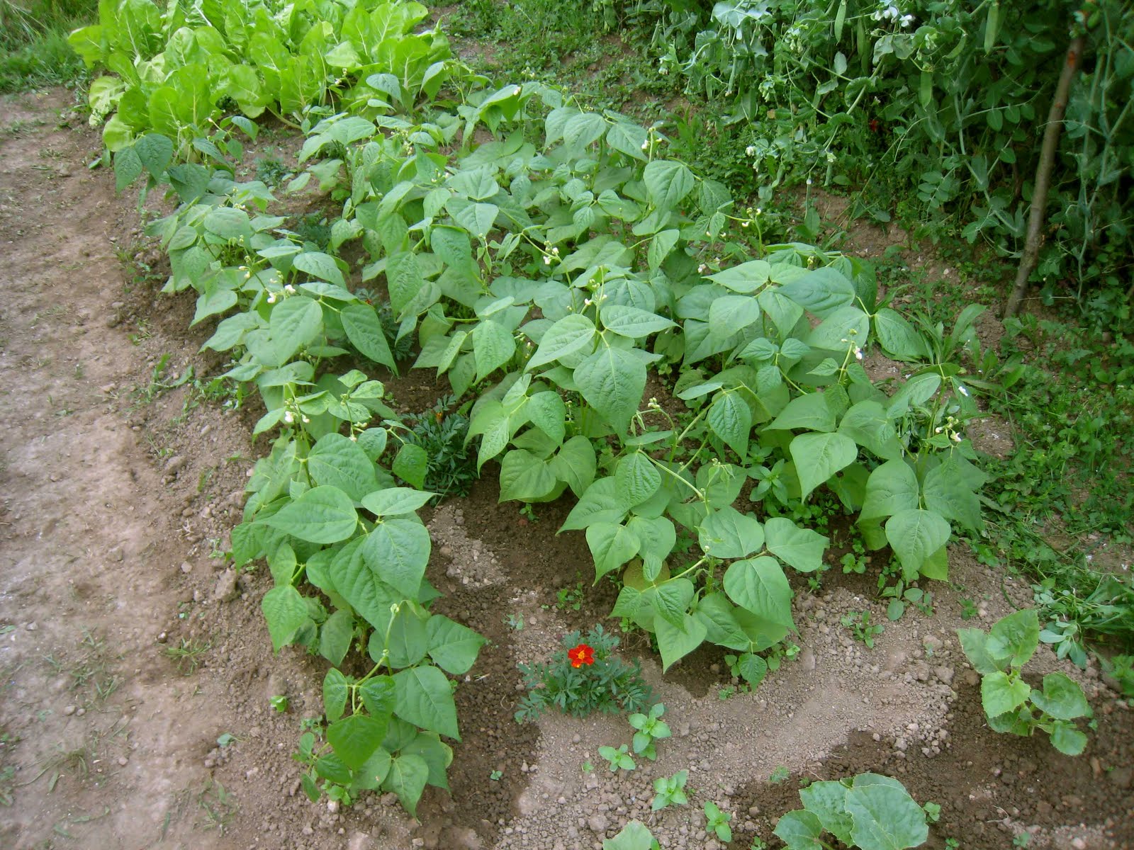 agrikola812.jpg