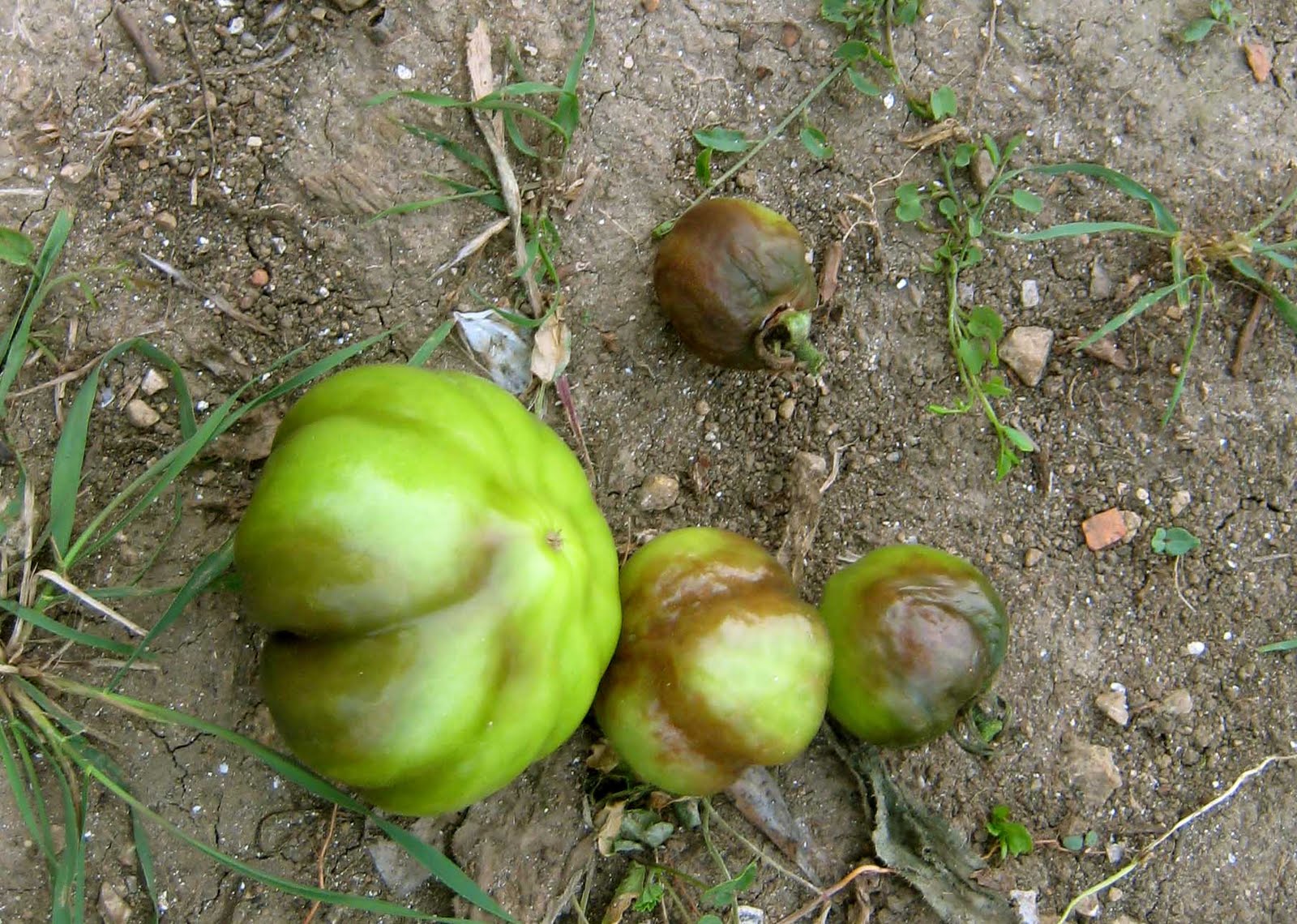 agrikola901.jpg