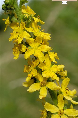 agrimonia.jpg