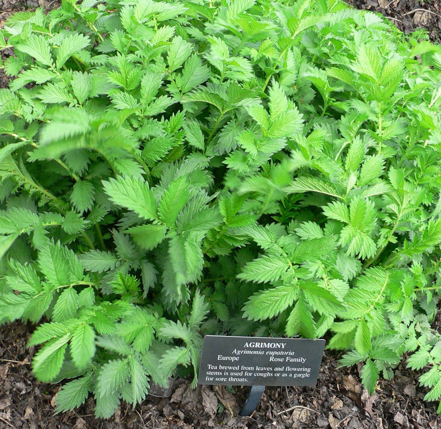 Agrimonia_eupatoria.jpg