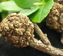 Agrobacterium.jpg