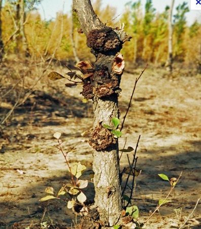 agrobacterium-tumefaciens1.jpg