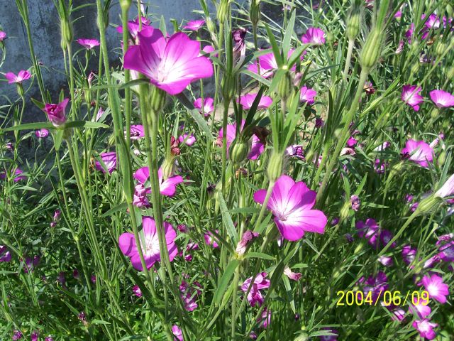 agrostemma_githago.jpg