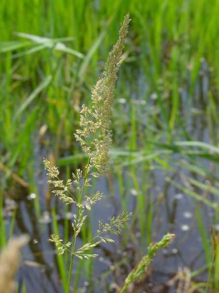agrostis_stolonifera_reference.jpg