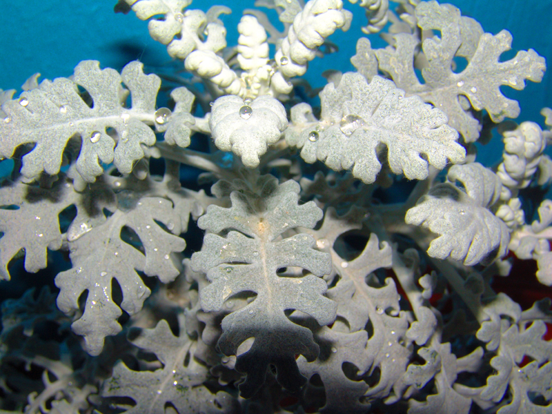 agua-en-la-cineraria.jpg