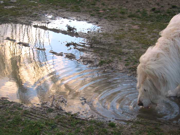 agua48.jpg