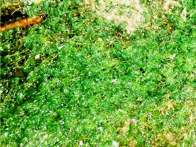 agua_y_verde.JPG
