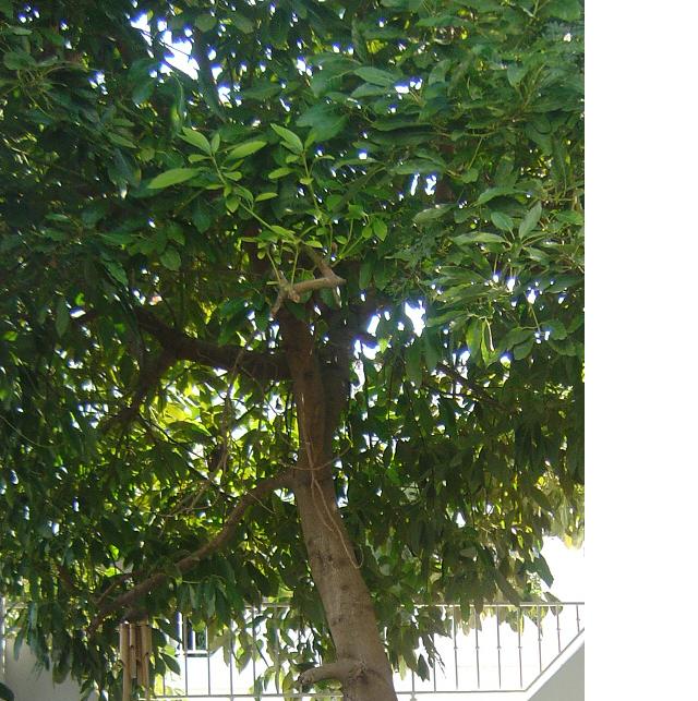 aguacate%7E0.JPG