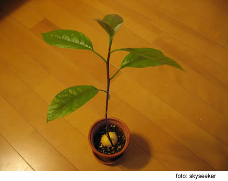 aguacate-ii.jpg