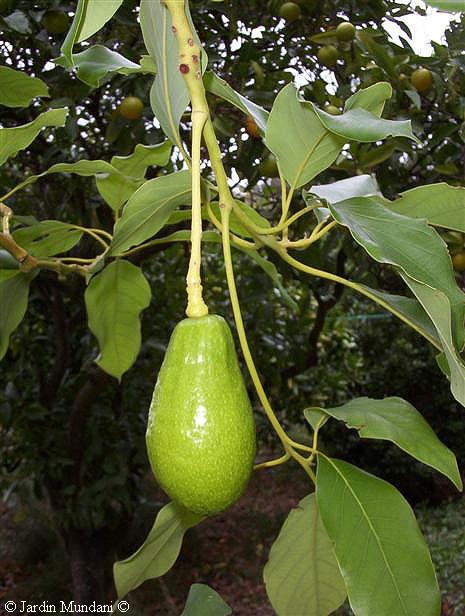 aguacate.jpg