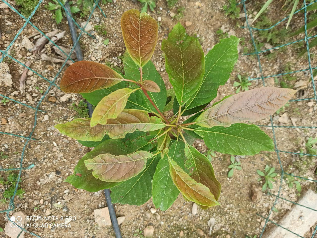 aguacate1.jpg