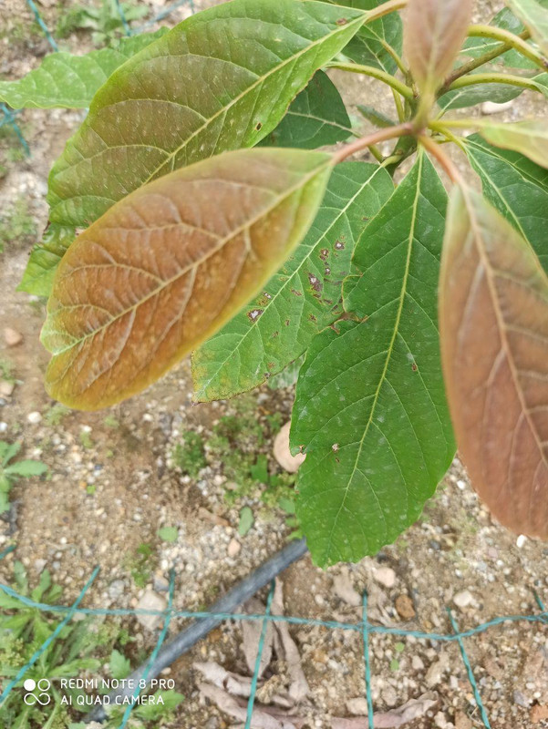 aguacate2.jpg