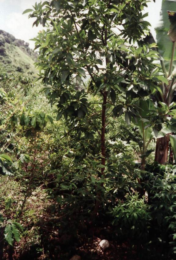 aguacateboom.jpg