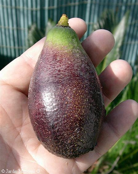 aguacatebord.jpg