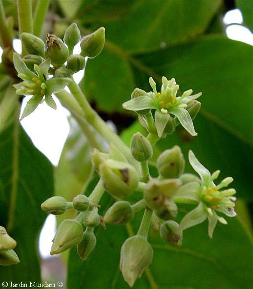 aguacateflors.jpg