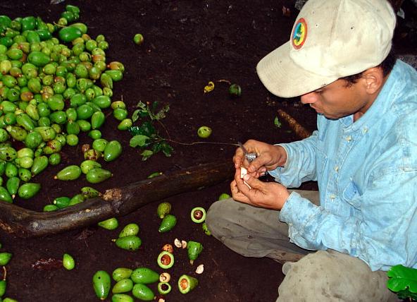 aguacateperdidas.jpg