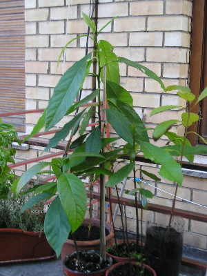 AguacatesJulio2006.jpg
