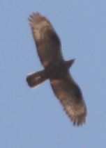 Aguila_6035a.jpg