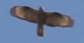 Aguila_6038a.jpg