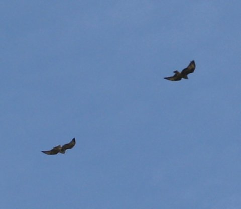 Aguila_6498c.jpg