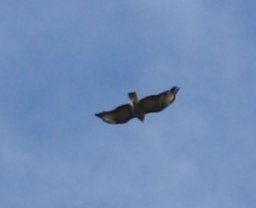 Aguila_6499c.jpg