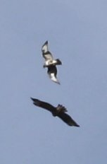Aguila_6509d.jpg