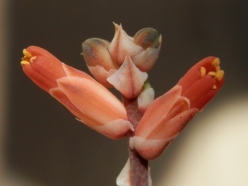 Ahaworthioidesflor_zpsbd7a755a.jpg