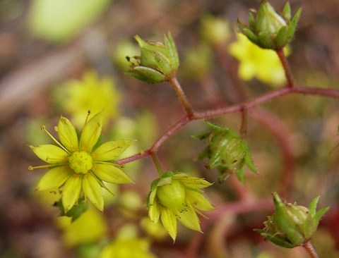 aichryson_parlatorei.jpg