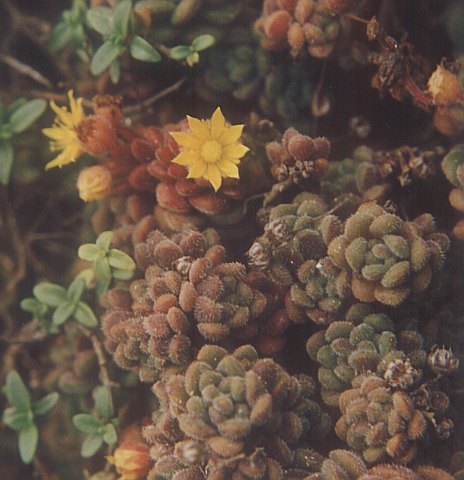 aichryson_tortuosum.jpg