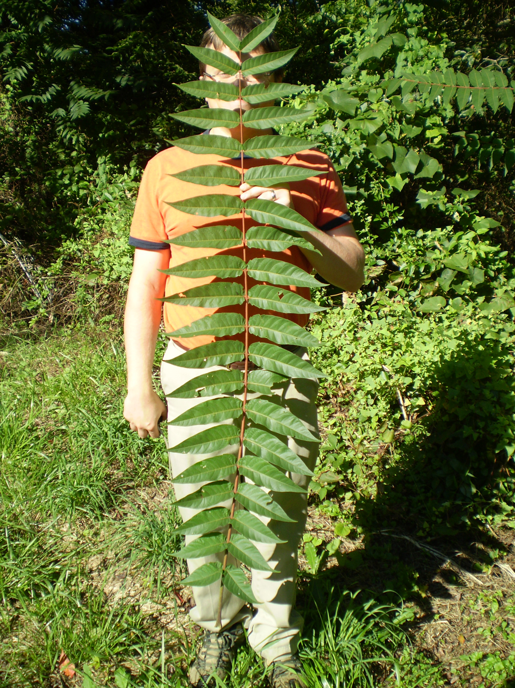 Ailanthus%20altissima.jpg