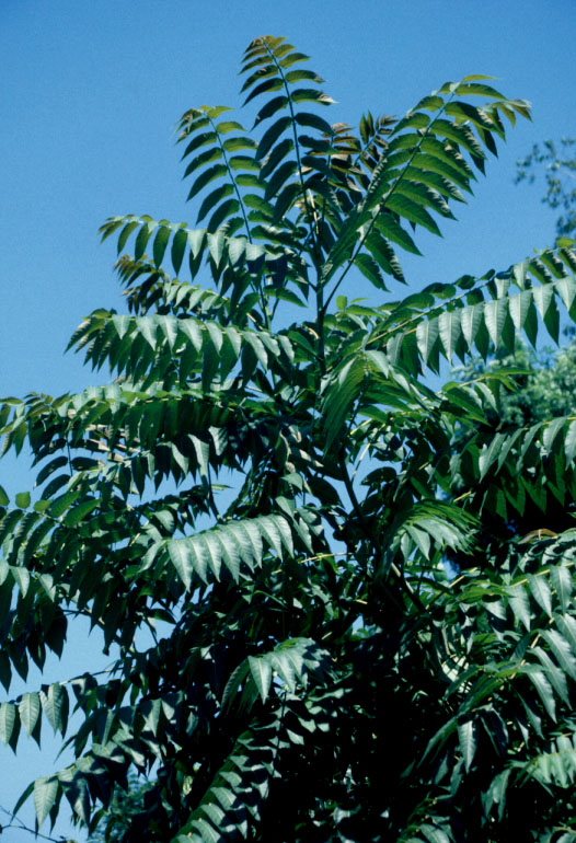 ailanthus.jpg