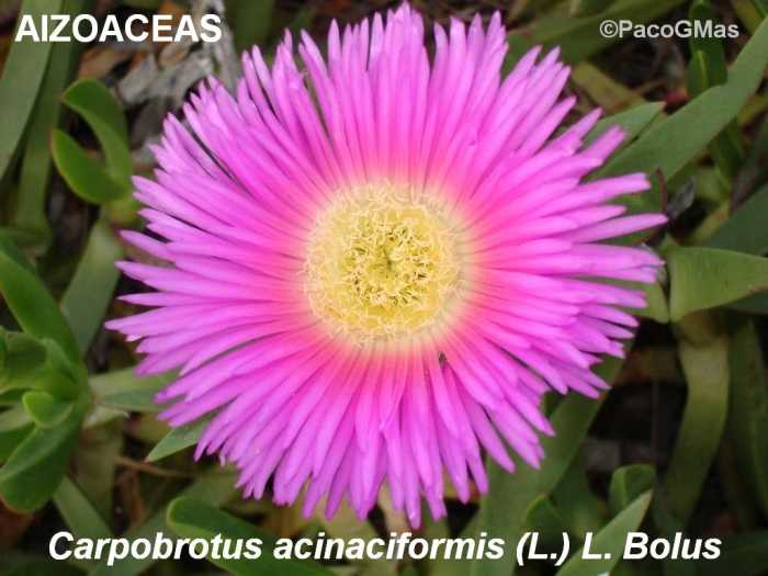 AIZO_Carpobrotus_acinaciformis_00018a.jpg
