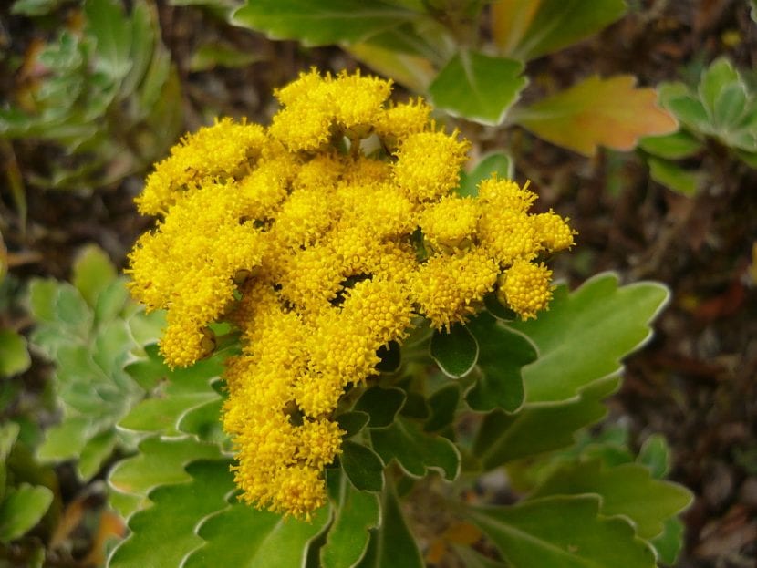 ajania-pacifica-en-flor-830x623.jpg